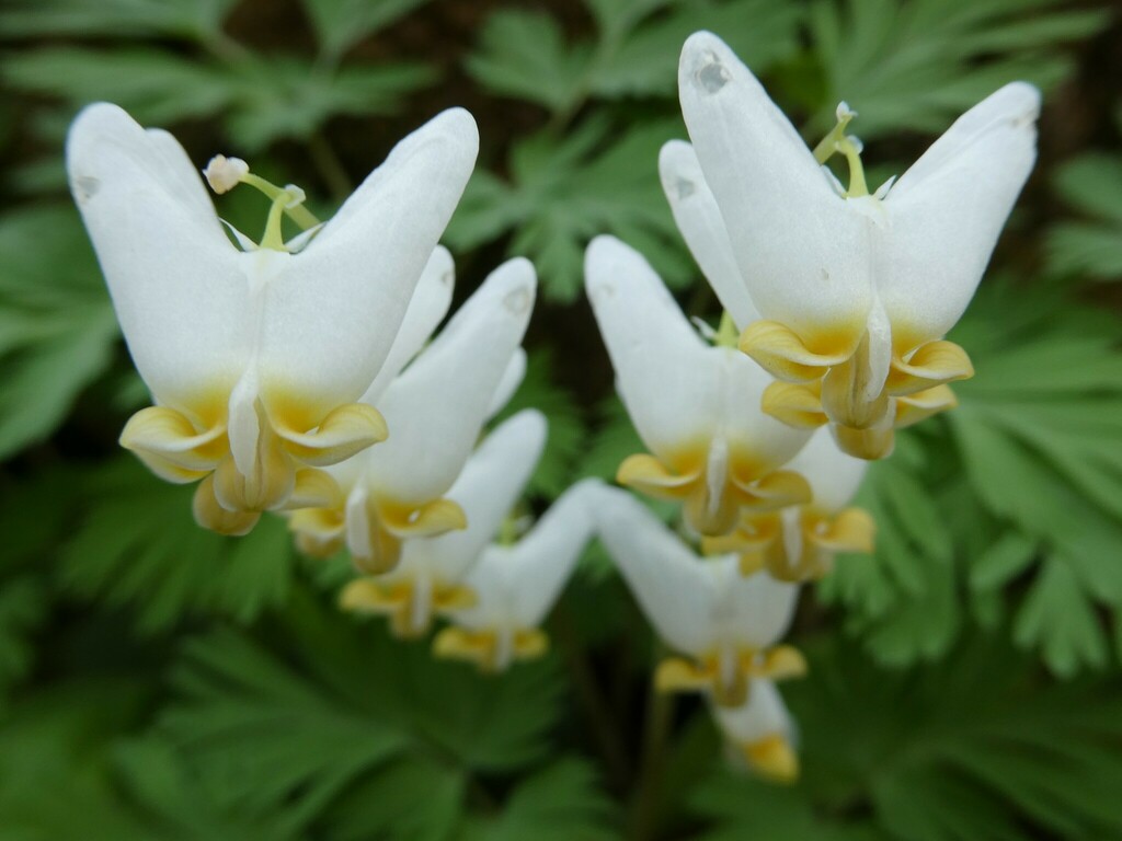 Dicentra cucullaria, Colchester Village, Winooski, VT, USA