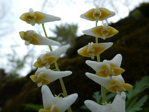 Dicentra cucullaria
