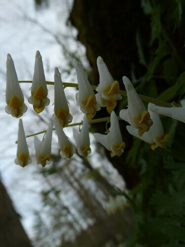 Dicentra cucullaria