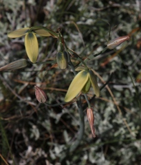 Albuca juncifolia
