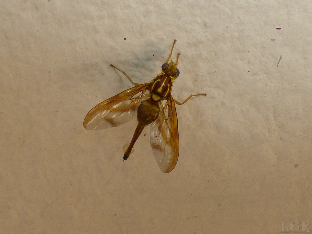 Anastrepha grandis
