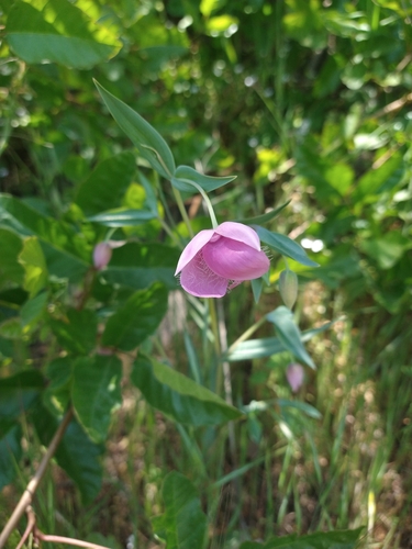 Image of Calochortus amoenus by (c) Jonas Katona, some rights reserved (CC BY)