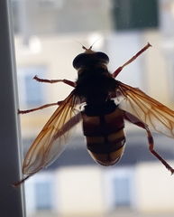 Milesia crabroniformis