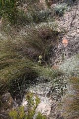 Albuca juncifolia
