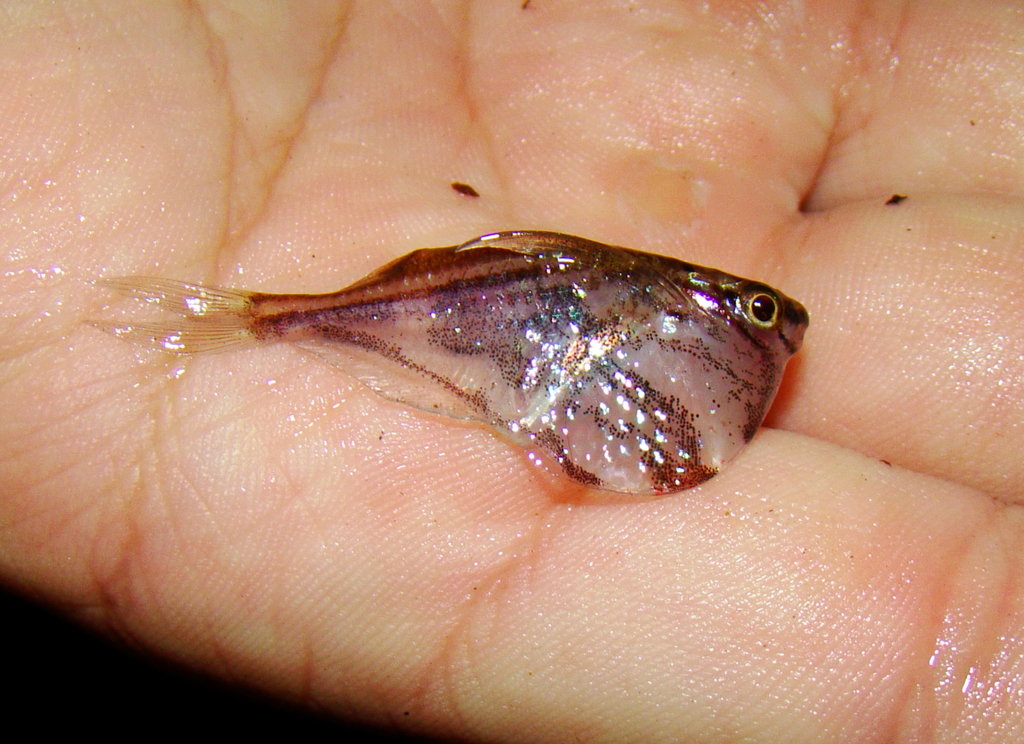 Marbled hatchetfish (Carnegiella strigata) — Gasteropelecidae