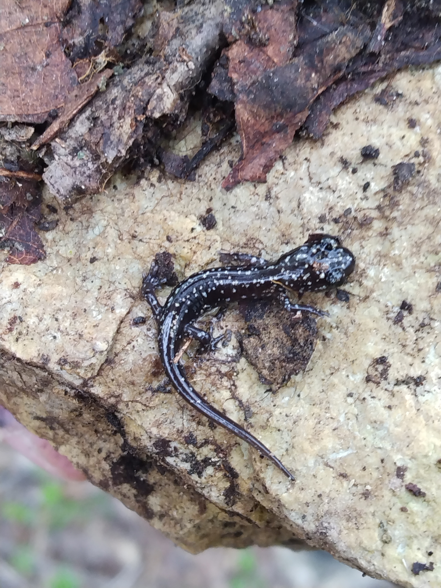 western slimy salamander