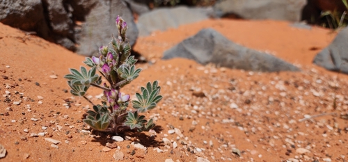 Lupinus concinnus ssp. orcuttii