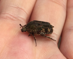 Protaetia fusca