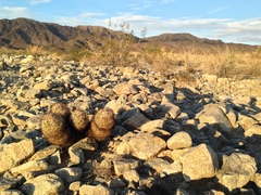 Escobaria alversonii