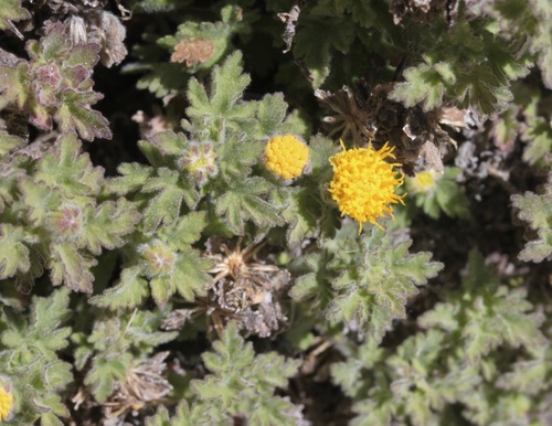 Image of Laphamia lemmonii by (c) Fluff Berger, some rights reserved (CC BY-SA)