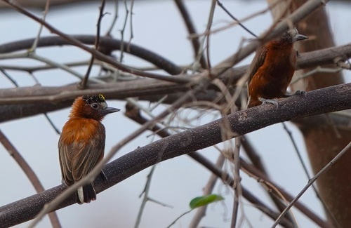 Chestnut Piculet (Picumnus cinnamomeus)