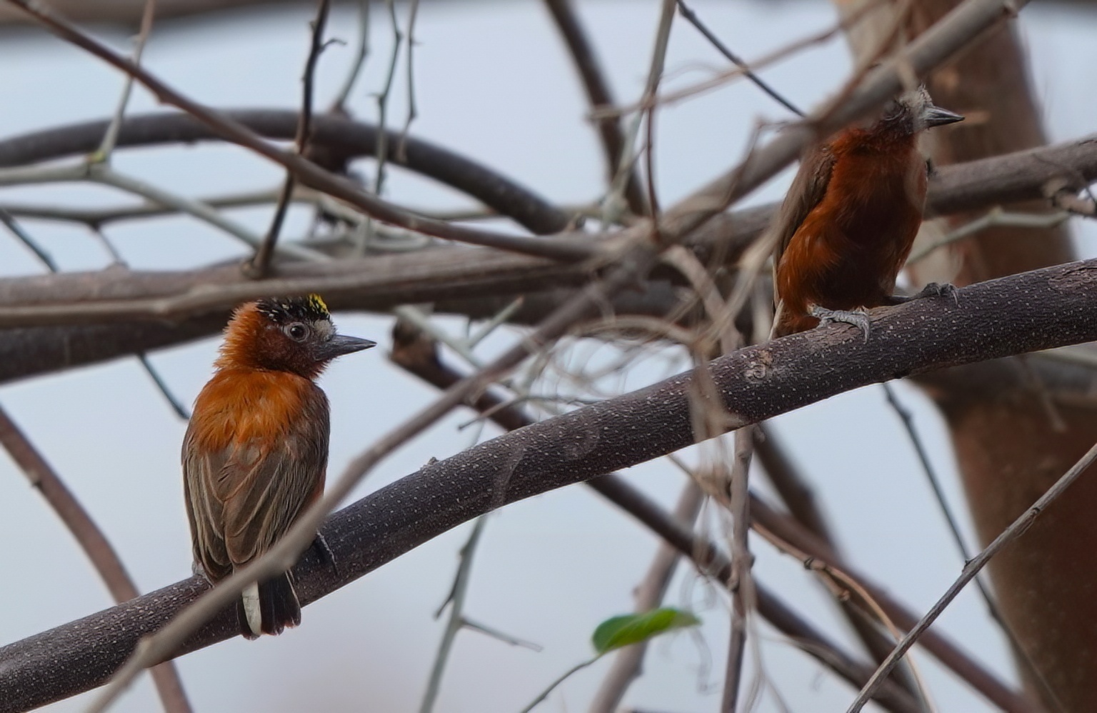 Chestnut Piculet illustration