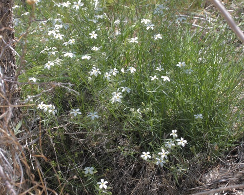 Image of Phlox tenuifolia by (c) Fluff Berger, some rights reserved (CC BY-SA)