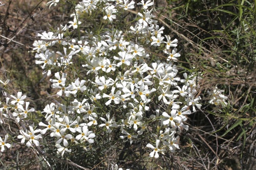Image of Phlox tenuifolia by (c) Fluff Berger, some rights reserved (CC BY-SA)