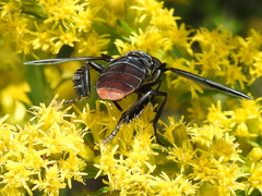Trichopoda lanipes
