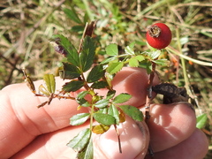 Rosa foliolosa