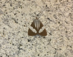 Nyctemera tripunctaria