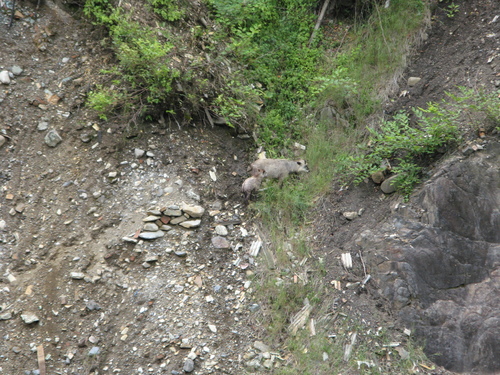 Capricornis crispus