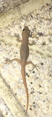 Hemidactylus frenatus