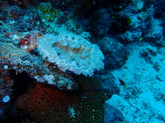 Duncanopsammia peltata