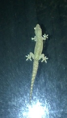 Hemidactylus frenatus