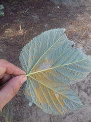 Phragmidium rubi-idaei