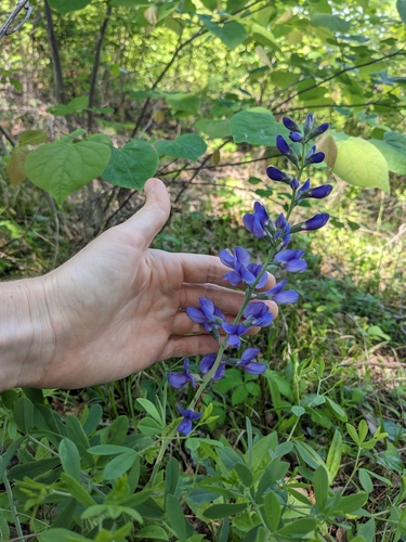 Image of Baptisia aberrans by (c) Alaina Krakowiak, some rights reserved (CC BY)