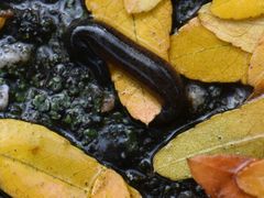 Erpobdella octoculata