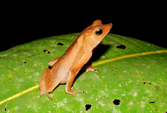 Snouted Toad photo 2