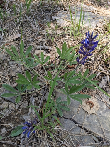 Image of Pediomelum subacaule by (c) Alaina Krakowiak, some rights reserved (CC BY)