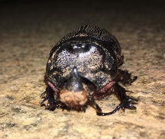 Oryctes rhinoceros