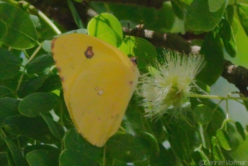 Pink-spot Sulphur