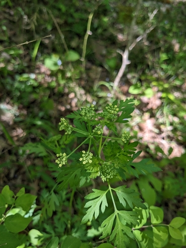 Image of Thaspium pinnatifidum by (c) Alaina Krakowiak, some rights reserved (CC BY)