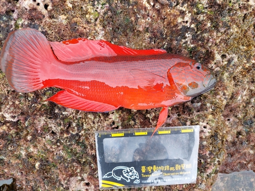 Darkstriped dottyback (Labracinus cyclophthalmus) — Pseudochromidae — 3