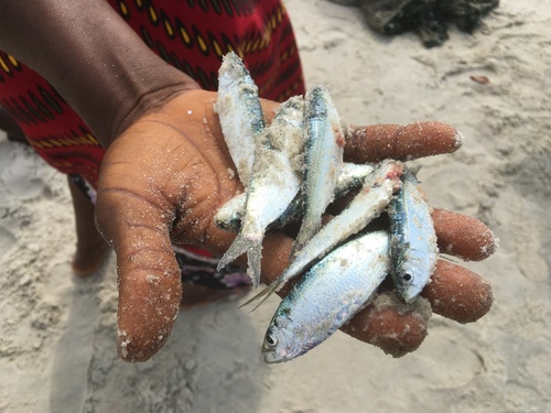 Roux's sardinella (Sardinella rouxi) — Clupeidae — 3