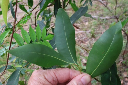 Image of Endiandra sieberi by (c) Gary Williams, some rights reserved (CC BY-SA)