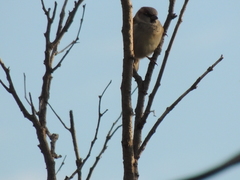 Passer domesticus