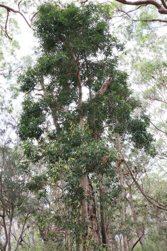 Image of Endiandra sieberi by (c) Gary Williams, some rights reserved (CC BY-SA)