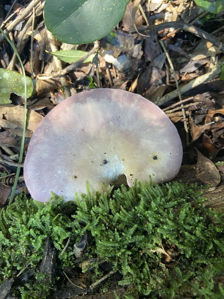 Panus hirtiformis