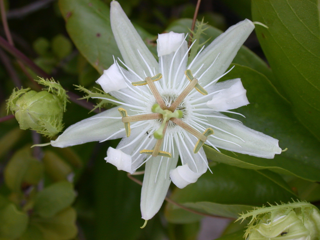 Pectinate passion-flower