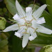 Passiflora pectinata - Photo (c) Xoteroto, μερικά δικαιώματα διατηρούνται (CC BY-NC)
