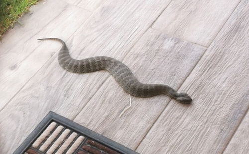 Southern Death Adder sighting