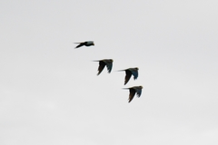 Orthopsittaca manilatus