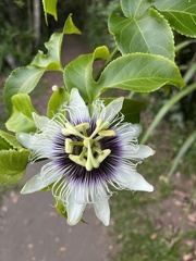 Passiflora edulis image