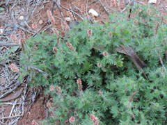 Acalypha radians