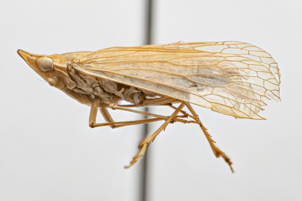 Retiala viridis