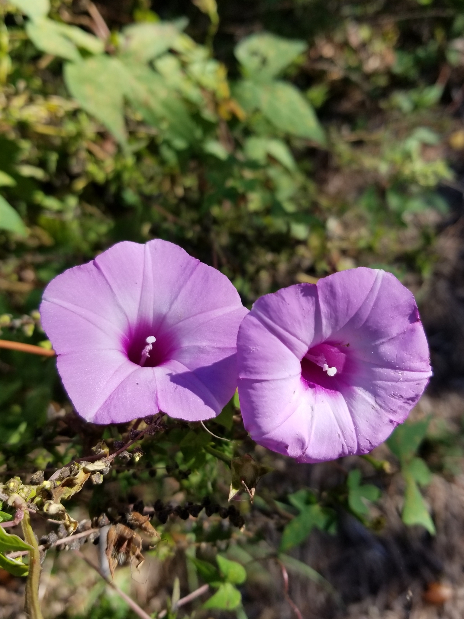 Ipomoea cordatotriloba