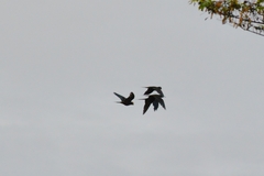 Orthopsittaca manilatus