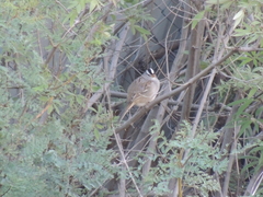 Zonotrichia leucophrys