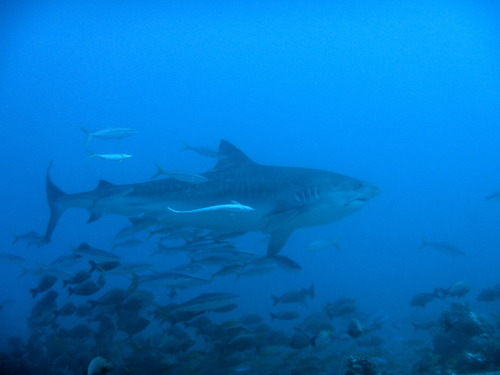 Tiger Shark